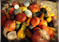 apple pumpkins