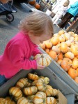 My smallest picking out her Baby Pumpkin