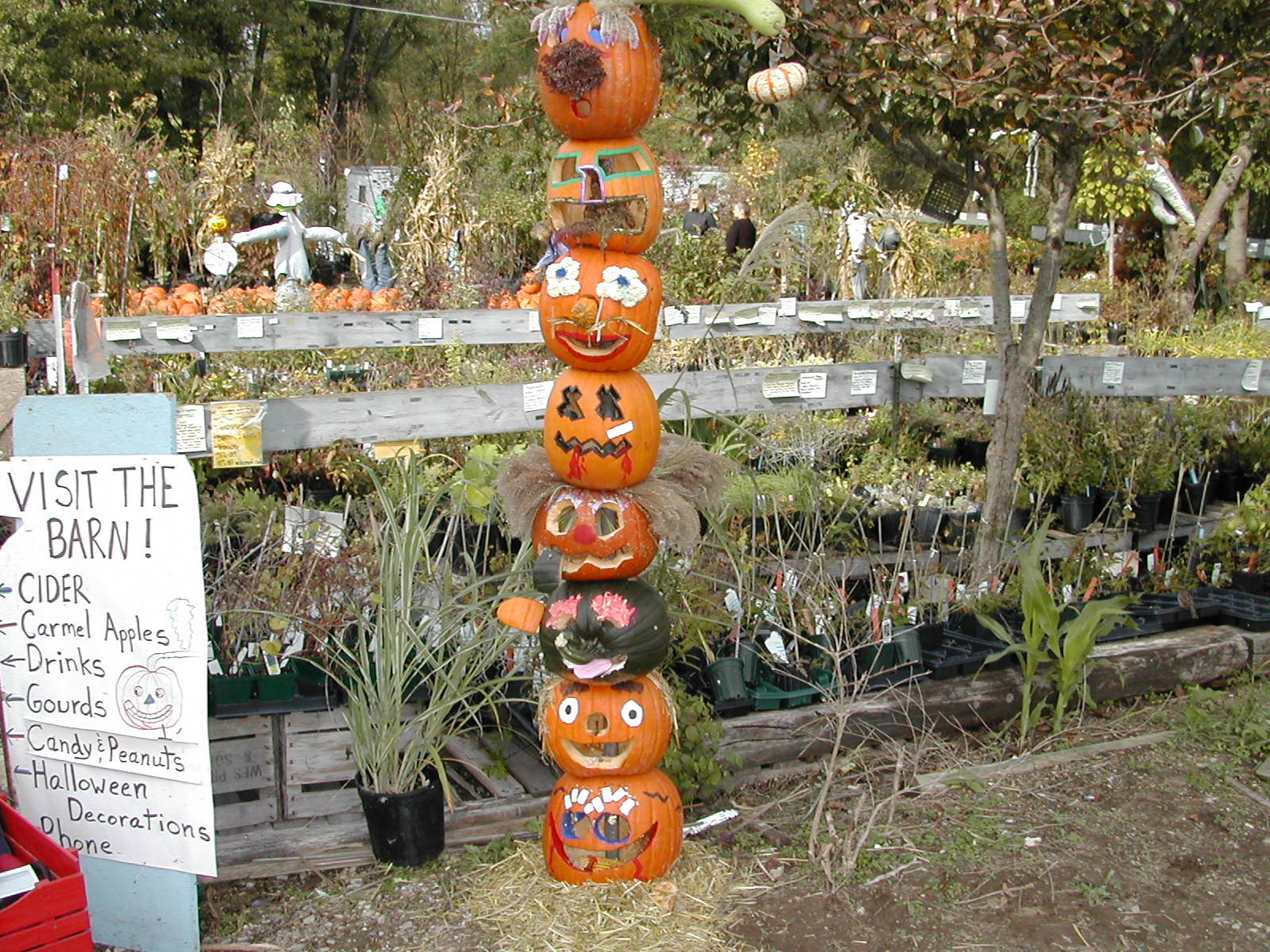 Pumpkin at Minges Farm Family Friendly Cincinnati